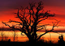 Tree sunrise